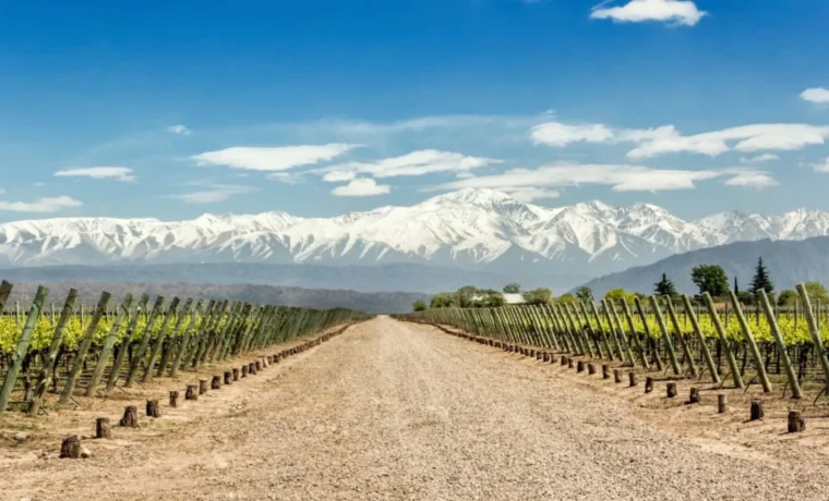 Mendoza - O Berço do Vinho
